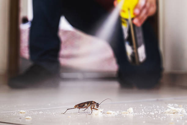 Best Affordable Pest Control Services  in Olivette, MO
