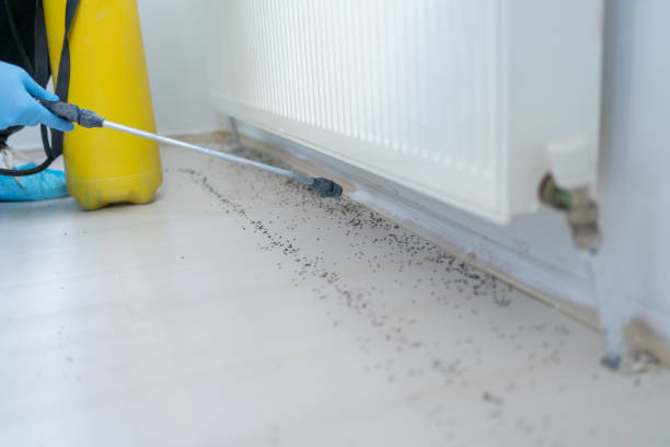 Best Affordable Pest Control Services  in Olivette, MO